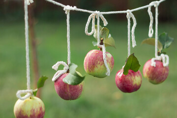 Fresh red apples are suspended from a rope in the garden.