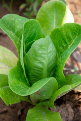 Romaine lettuce in the garden