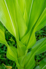 close up of corn green leaves