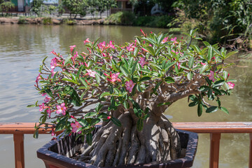 Adenium arabicum flower on pot.Common names include Sabi star, kudu, mock azalea, impala lily and desert rose.