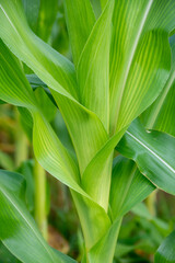 close up of corn stalk