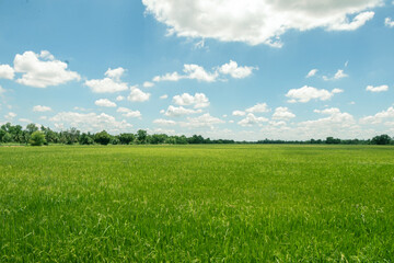 Rice fields,green tree and blue sky.Beautiful green field wallpaper.