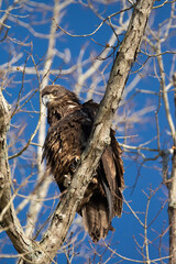 bird of prey on a branch - juvenile bald eagle -  Dale Hollow Lake 