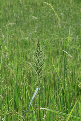 Obraz premium Beautiful Rice field green background. 