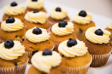 blueberry cupcakes on a plate nicely presented
