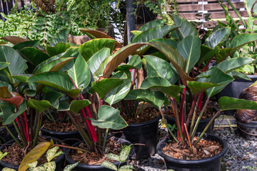 Philodendron Erubescens plant or Blushing Philodendron plant on black pot in a garden.