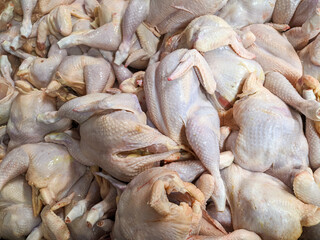 fresh chicken at the market