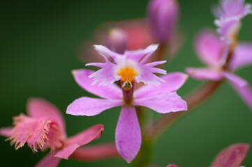 orquídea violeta