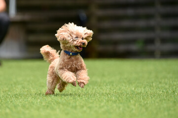 ドッグランで遊ぶトイプードル