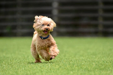 ドッグランで遊ぶトイプードル
