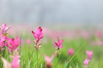 Wild flower meadow of pink and purple Siam Tulip, curcuma sessilis, in the forest grassland with thick fog inside Sai Thong National Park, Thailand