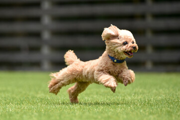 ドッグランで遊ぶトイプードル