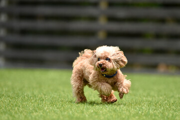 ドッグランで遊ぶトイプードル