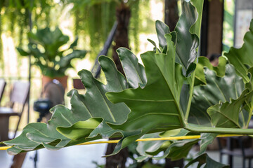 Close up Philodendron Xanadu leaves plant in a garden.green color background. © alohapatty