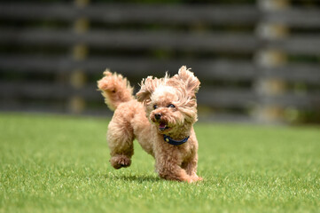 ドッグランで遊ぶトイプードル