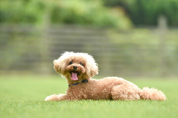 ドッグランで遊ぶトイプードル