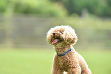 ドッグランで遊ぶトイプードル