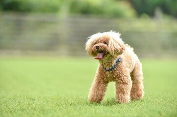 ドッグランで遊ぶトイプードル
