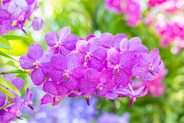 Purple orchids, Vanda.