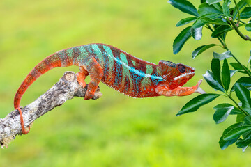 Adult male Ambilobe Panther Chameleon (Furcifer pardalis)