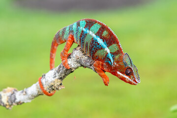 Obraz premium Adult male Ambilobe Panther Chameleon (Furcifer pardalis)