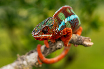 Adult male Ambilobe Panther Chameleon (Furcifer pardalis)