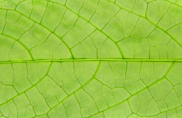 close-up green leaf texture background