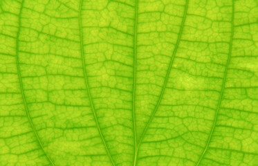 Naklejka na ściany i meble close-up green leaf texture background