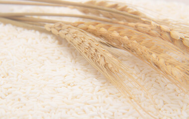 Rice and ear of rice bakground