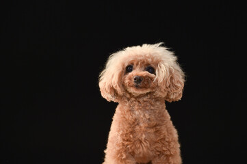 トイプードルのポートレート