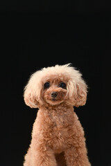 トイプードルのポートレート