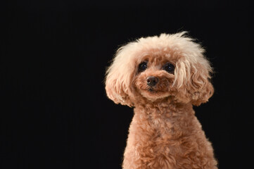 トイプードルのポートレート