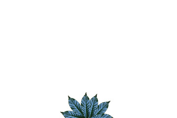 Leaves on white background