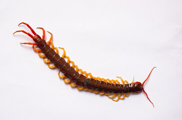The centipede is a poisonous animal