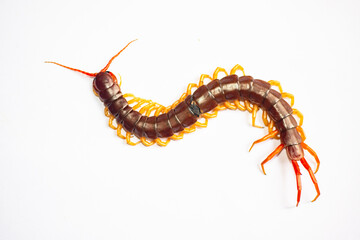 The centipede is a poisonous animal