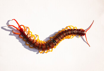 The centipede is a poisonous animal