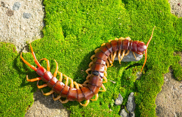 The centipede is a poisonous animal
