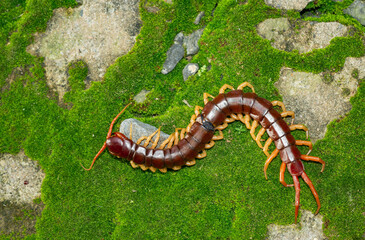The centipede is a poisonous animal