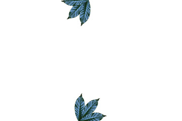 Leaves on white background