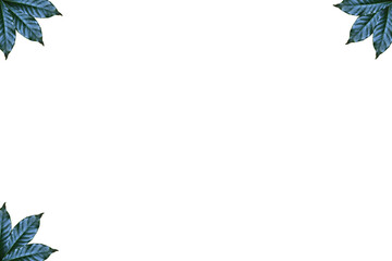 Leaves on white background