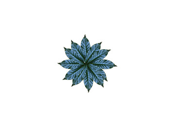 Leaves on white background