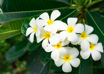 The beautiful white and yellow color of the plumeria flowers.
