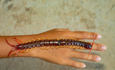 The centipede is a poisonous animal, it is in the hand