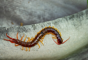 The centipede is a poisonous animal