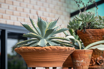 Close up Agave Lophantha Quadricolor on orange clay pot  in a garden.