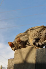 A tabby cat staring intently to hunt outdoors on a sunny day