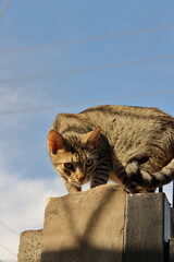 Obraz premium A tabby cat groomed to hunt on a sunny day outdoors