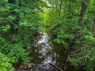 Obraz premium Stream in the Forest