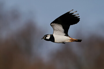 Northern lapwing (Vanellus vanellus)  in its natural enviroment