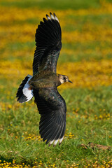Northern lapwing (Vanellus vanellus)  in its natural enviroment